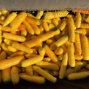 甘い黄色い人参 テルダム人参 3kg(種子販売終了している品種です)