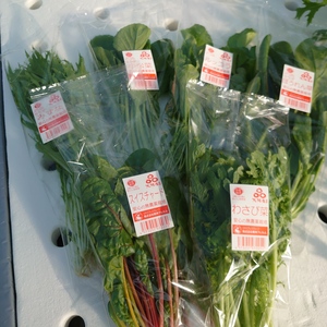 サラダお野菜6種類セット 水耕栽培（食べきりパック10袋）