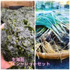 【冷蔵】浜名湖産　生海苔1kg 土付きエシャレットSET