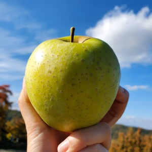 《予約商品》10月下旬～ 家庭用王林 3キロ箱7～13玉