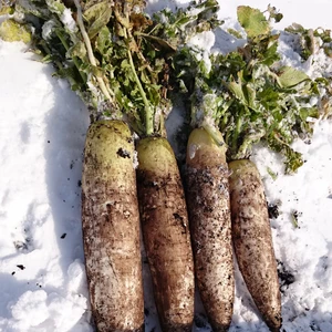 甘～い‼️ 雪下大根と紫白菜、小蕪セット‼️(関東以北発送用)