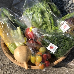 第3段♡カラフル野菜♡今だけセット