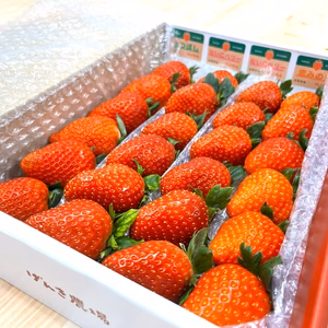 【赤い贅沢いちご】お家でいちご食べ比べ♪