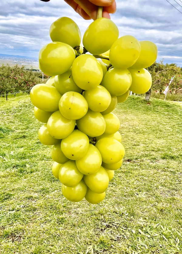 りんご園主がつくる【こぼれる果汁！美味しいシャインマスカット】1房