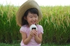 【新米予約】令和５年産　特別栽培米　あきたこまち　精米