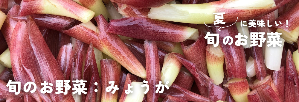 夏に旬の野菜 みょうが