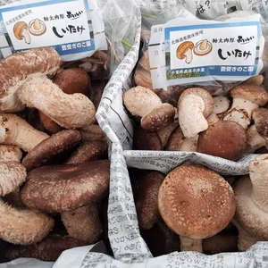 【7周年福袋】なにが入っているかはお楽しみ♪しいたけ詰合せセット！【旬でお得♪】