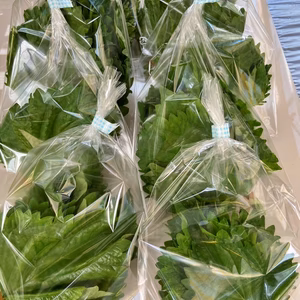 クール便利用【今だけ増！】新鮮 大葉 （10枚✖︎8パック）☆朝収穫 香りいい