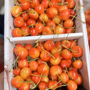 お得です‼️家庭用　紅秀峰約1キロ