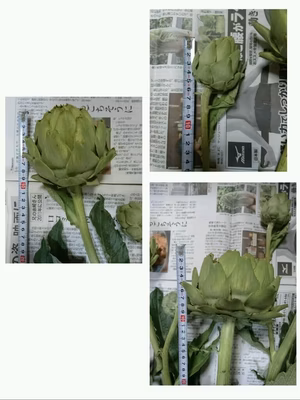 みんなの投稿の画像