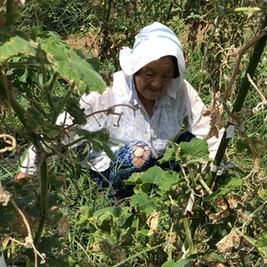 子供に食べさせたい❗❗✨✨【キュウリ❗❗】ばぁばのモノスゴイ野菜✨✨