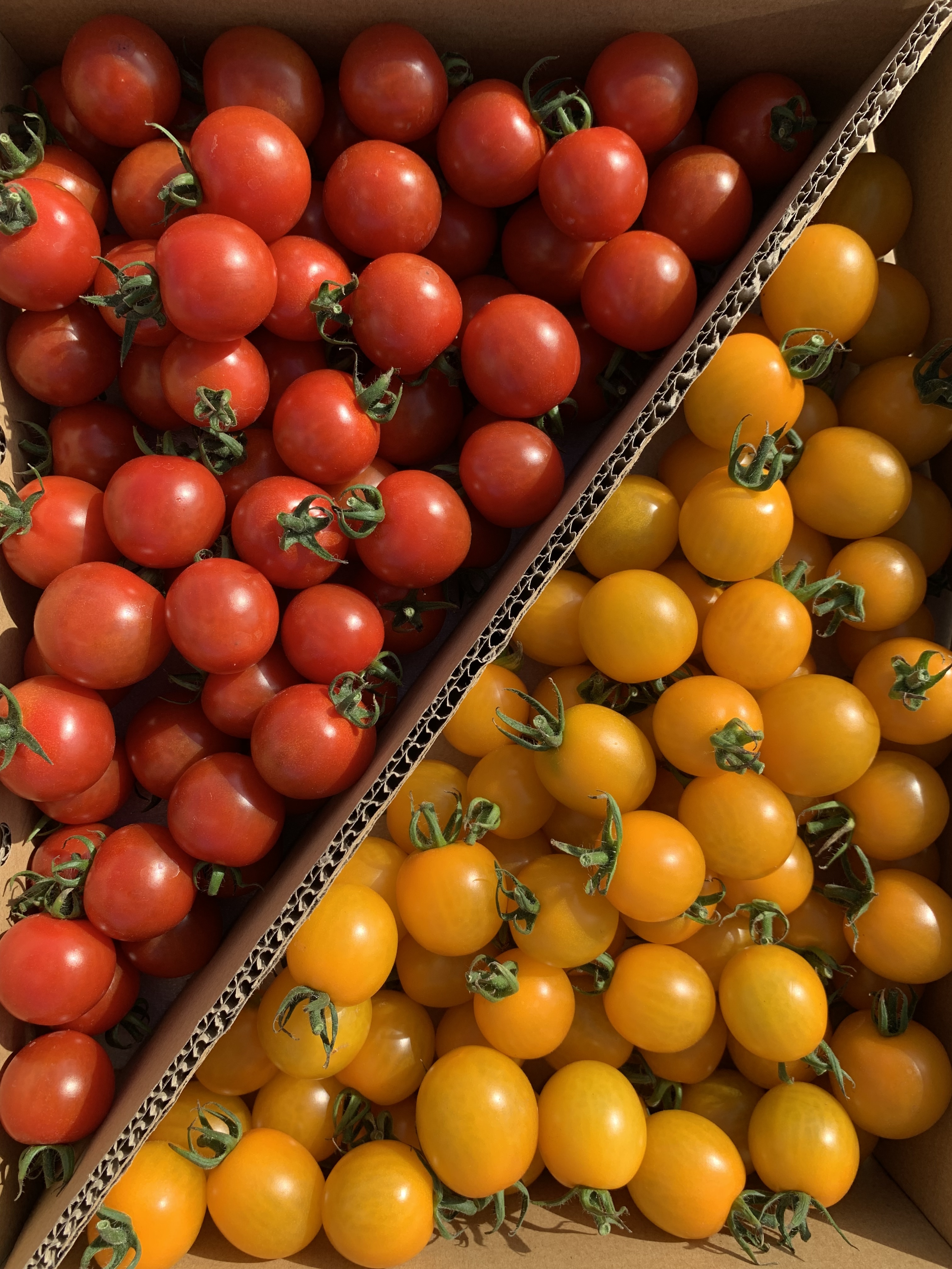 カラートマト 3kg  イエローミミ 青森県産☘️採れたてを産地直送します！
