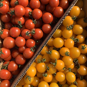 青森の夏野菜　赤　黄MIX サマー千果×イエローミミ