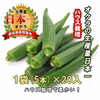 鹿児島県指宿市産　ハウス新鮮生オクラ　5本入×20袋