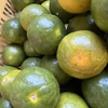 9月24日限定　青みかん　2kg