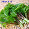 採れたて山菜「天然こしあぶら」天ぷら、混ぜごはん等で《予約受付》