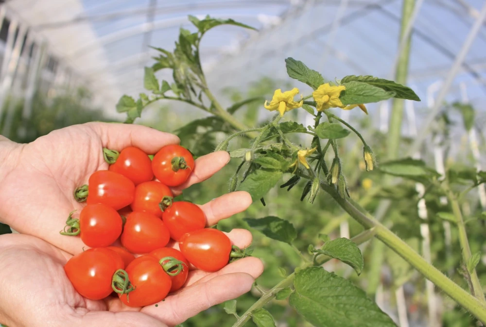 お得な3kg❗️いちごのようなハート型のトマト☆トマトベリー｜野菜の