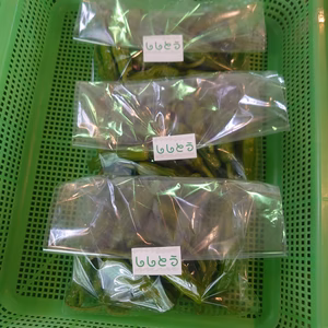 【ししとう】BBQに最適！！外でも簡単調理⭐夏の香り☀️