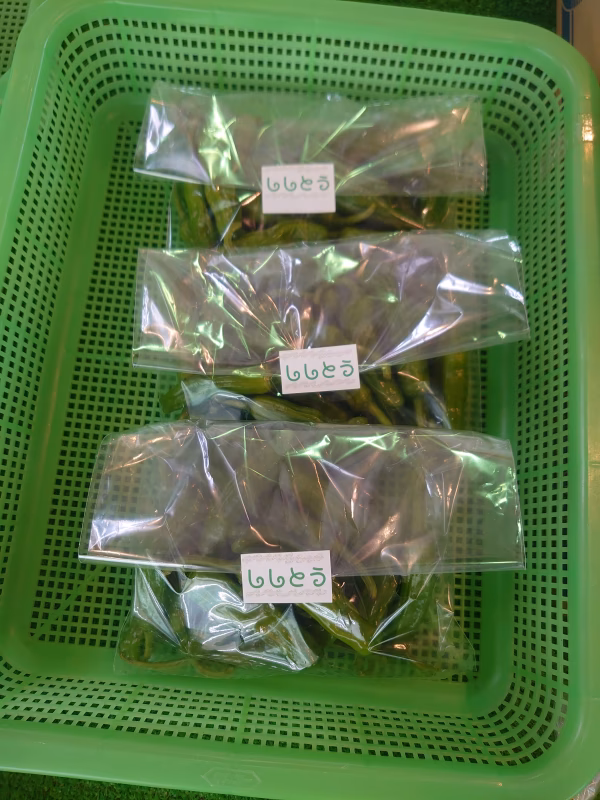 【ししとう】BBQに最適！！外でも簡単調理⭐夏の香り☀️