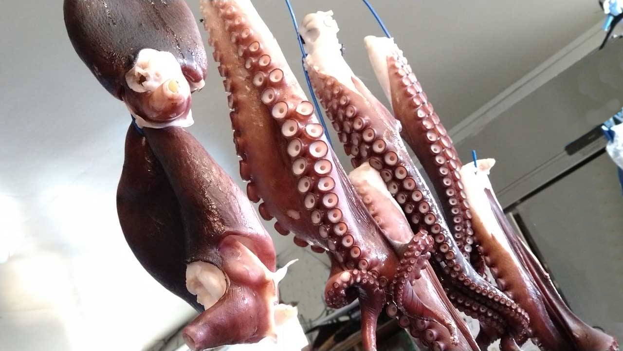 限定版 浜ゆでタコ頭 Winnerfotoevideo Com Br