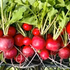 【無農薬】ラディッシュ(500g)