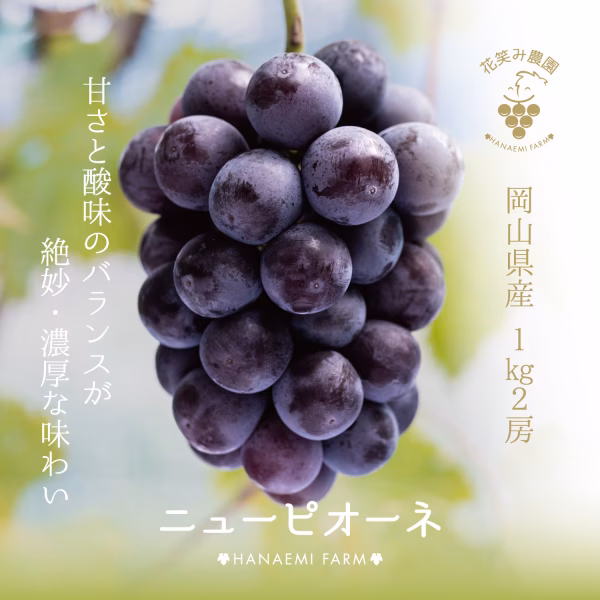 P-1 花笑み農園　岡山の『ニューピオーネ』約１kg（2房）9/9～発送