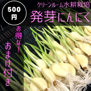 お試し！500円！発芽にんにく10本オマケ付！ 初回注文お一人様1点限り
