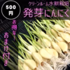 ★お試し！500円！発芽にんにく10本オマケ付！ 初回注文お一人様1点限り