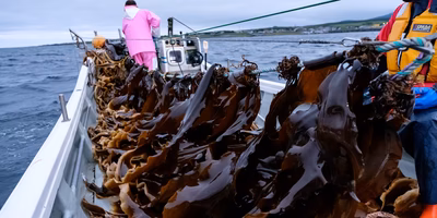 利尻昆布はどう作られる？漁師と利尻島民の夏の1日を追いかけてきました