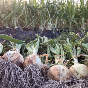 淡路島‼️早生★ちょっと訳あり新玉ねぎ（箱込み約5㎏）