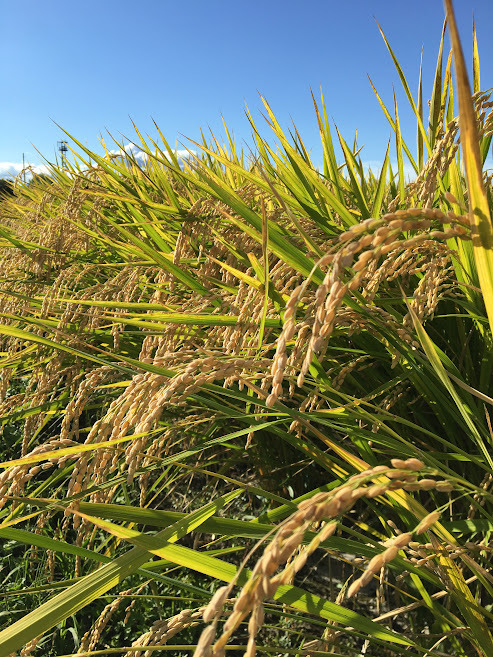 10名限定】令和7年産新米