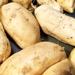 【訳あり】ホクホクやさしい甘さ！黄金千貫（S～２L詰め合わせ）