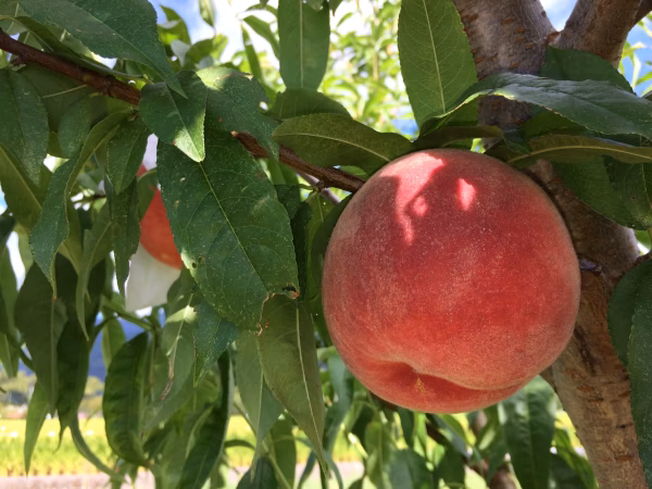 くだものびより　さとう農園