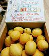 【4月中旬発送予約お試し1㎏】皮ごと使える国産ユーレカレモンたっぷり1㎏  
