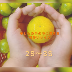 【2s～3ｓ混合サイズ】＜短期販売＞希少品種「ゆら早生」こんまいみかん