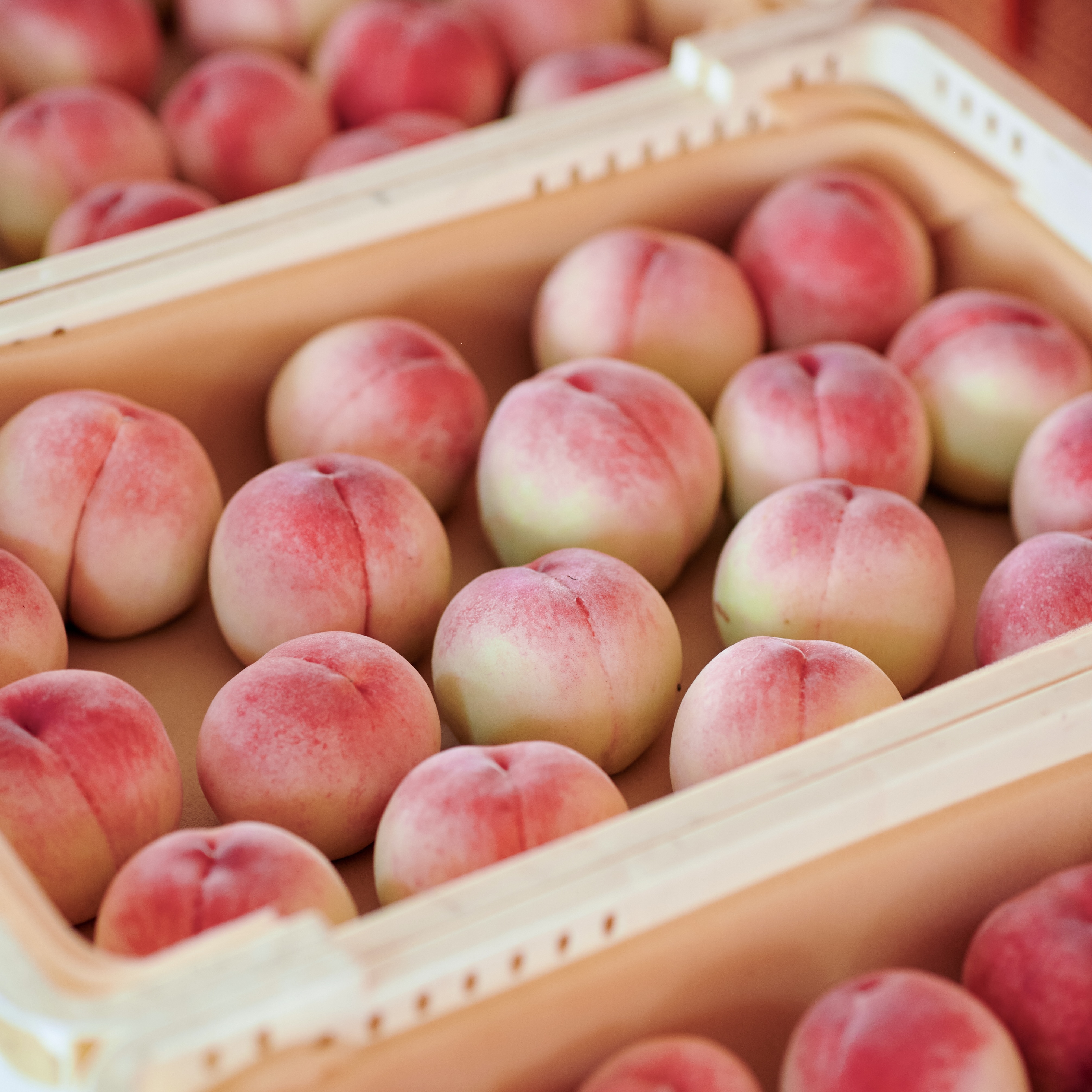 関西有名ブランド[あら川の桃]超特大3玉 or 約2kg ②約2kg (5玉〜8玉) 秀品 贈答用 or ご家庭用