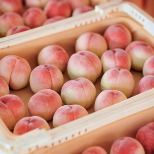 関西有名ブランド【あら川の桃】超特大3玉 or 約2kg