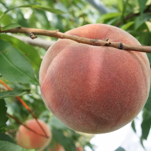 信州川中島平産 川中島白鳳 　5入〜6入　約2kg