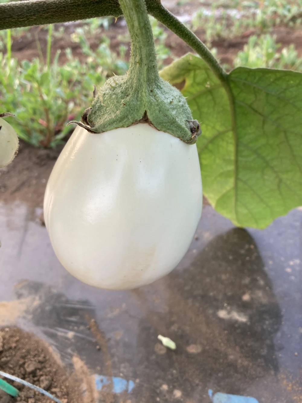 <3種類の野菜セット！>まっつん農園の露地ナスと白ナス、ピーマンのセット！