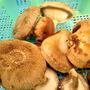 西軽井沢産.BBQ　お化け菌床椎茸　1kg＋少し増量 　冷凍可　農薬不使用