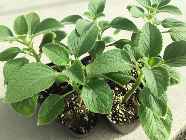 にがーい まずーい でも マンジェリコン茶 お徳用250ｇ 農家漁師から産地直送の通販 ポケットマルシェ