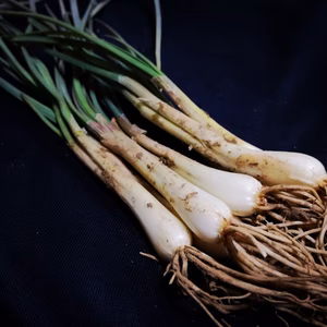 自然栽培　エシャレット　土、根付きの鮮度抜群500g 　農薬、肥料不使用