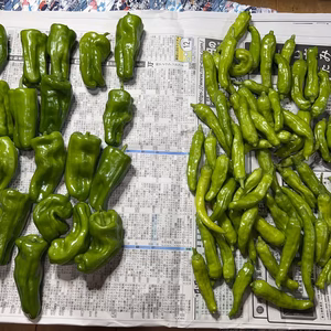 露地栽培・農薬不使用・不耕起栽培のピーマンとシシトウのセットです。