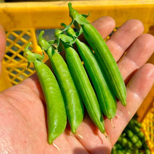 甘味の強い固定種野菜！『スナップエンドウ』 (400g)