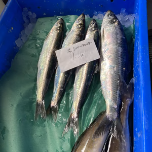 本日２１時まで❗️船上神経〆ニシン4尾&ホッケ2尾　チャンス❗