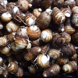 里芋 自然栽培（無除草剤！無肥料！無農薬！）