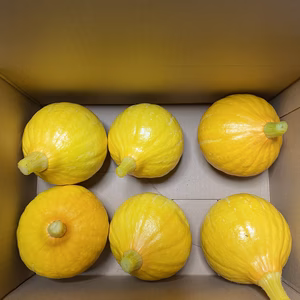 信州上田産コリンキー（栽培期間中無農薬）