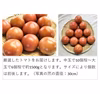 トマト 木生りで赤熟！コク深い旨み！