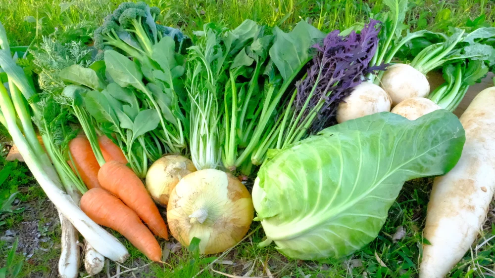 月2回、旬のお野菜セット(小セット1人〜2人用、中セット3人から4人用)クール便