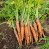 自然の甘みがぎゅっと詰まった！農薬不使用にんじん